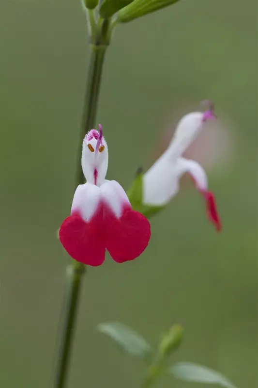 Salvia micr. 'Hot Lips' C7,5 - afbeelding 3