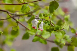 Salvia micr. 'Hot Lips' C7,5 - afbeelding 5