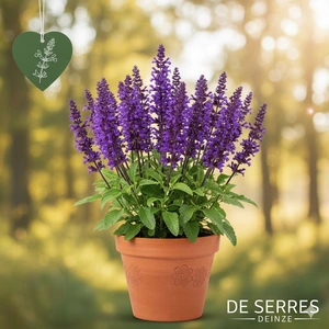 Salvia nemorosa 'Caradonna Compact'® P9