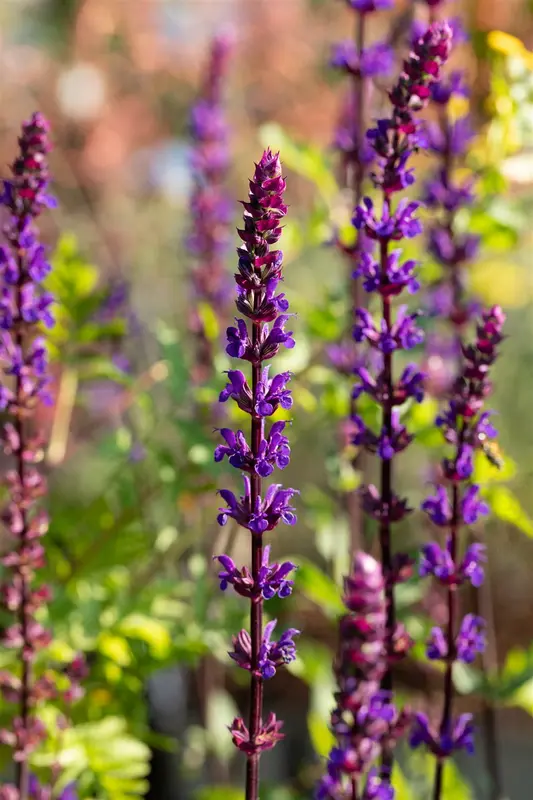Salvia nem. 'Caradonna Pink Inspiration' P9 - afbeelding 5