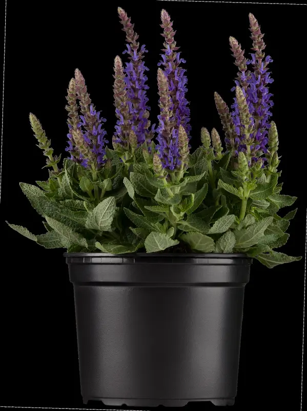 Salvia nem. 'Crystal Blue' P9 - afbeelding 2