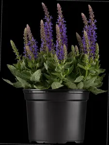 Salvia nem. 'Crystal Blue' P9 - afbeelding 2