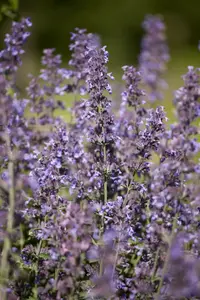 Salvia nem. 'Katsjing'® P9 - afbeelding 3