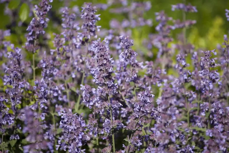 Salvia nem. 'Katsjing'® P9 - afbeelding 4