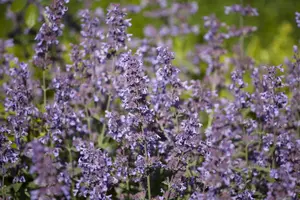 Salvia nem. 'Katsjing'® P9 - afbeelding 4