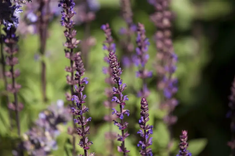 Salvia nem. 'Katsjing'® P9 - afbeelding 5