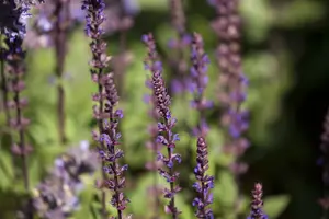 Salvia nem. 'Katsjing'® P9 - afbeelding 5