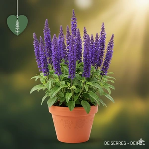 Salvia nemorosa 'Lubeca' P9