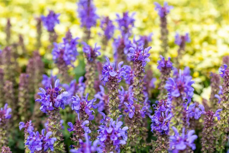 Salvia nem. 'Marvel Sky Blue' P9
