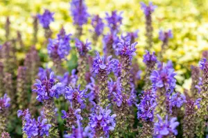 Salvia nem. 'Marvel Sky Blue' P9