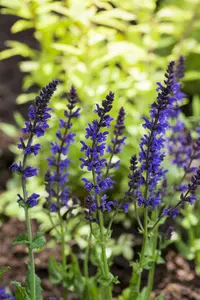 Salvia nem. 'Ostfriesland' BIOPOT   P8 - afbeelding 2