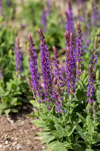 Salvia nem. 'Ostfriesland' BIOPOT   P8 - afbeelding 5