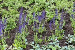 Salvia nem. 'Ostfriesland' BIOPOT   P8 - afbeelding 3