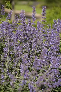 Salvia nem. 'Pink Friesland' P9 - afbeelding 4