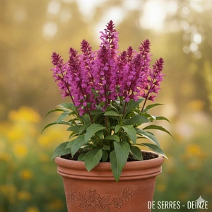 Salvia nemorosa 'Rose Marvel' P9