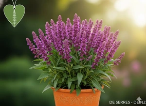 Salvia nemorosa 'Schwellenburg' P9