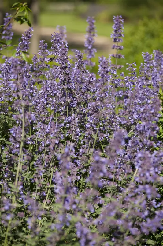 Salvia nem. 'Sensation Medium White' P9 - afbeelding 4