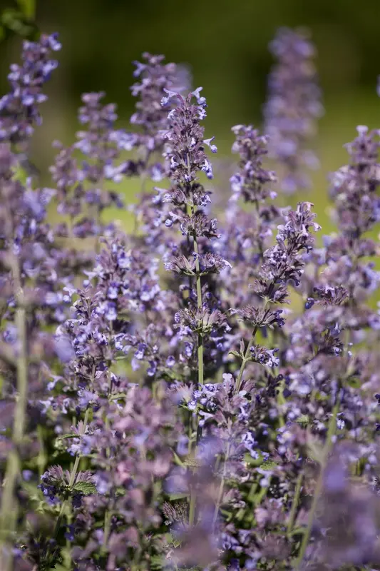 Salvia nem. 'Sensation Medium White' P9 - afbeelding 5