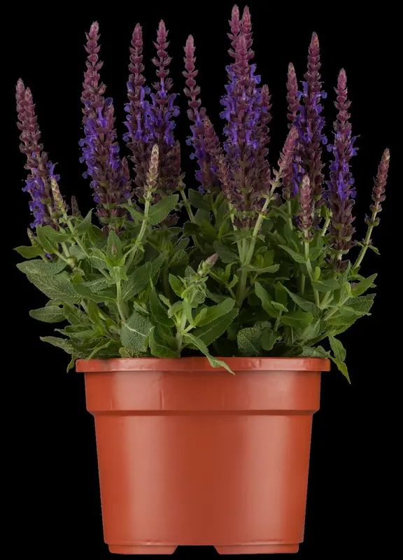 Salvia nem. 'Sensation Medium White' P9 - afbeelding 1