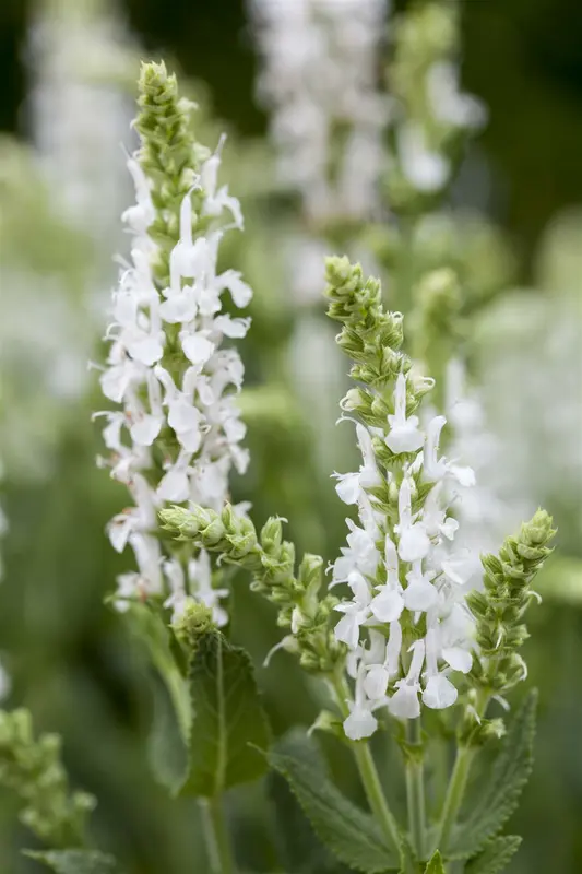 Salvia nem. 'Sensation White' P9