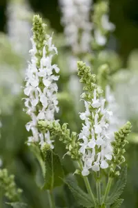 Salvia nem. 'Sensation White' P9