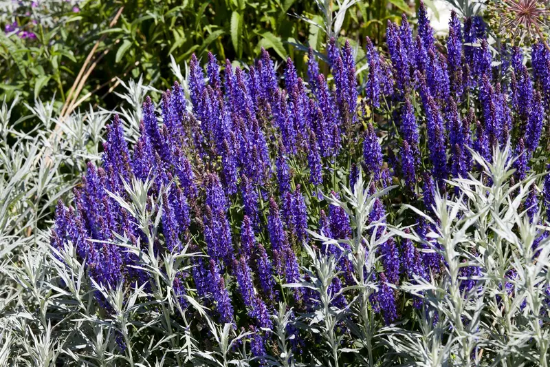 Merleau Blue