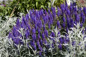 Merleau Blue