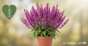 Salvia nemorosa 'Schwellenburg' P11