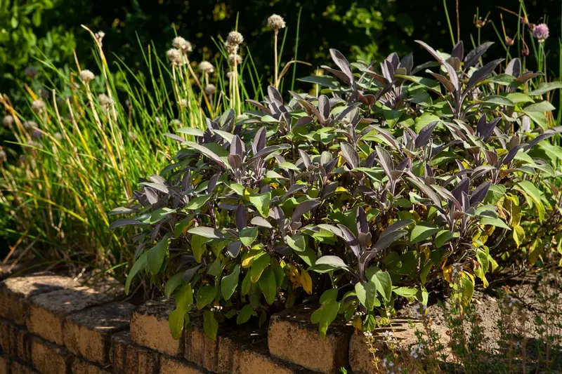 Salvia officinalis C1.5 - afbeelding 2