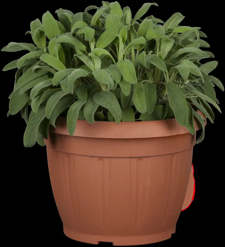 officinalis - afbeelding 10