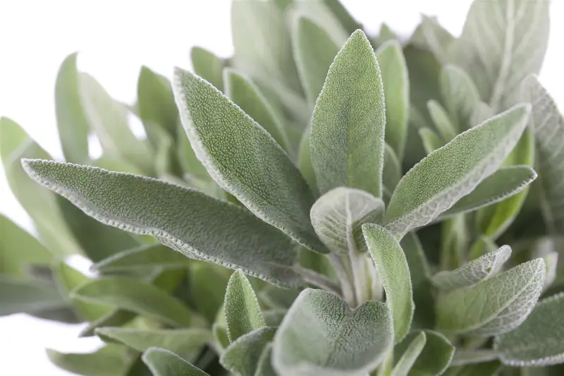 officinalis - afbeelding 6