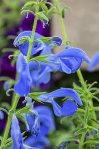 Salvia patens 'Patio deep Blue' P9 - afbeelding 1