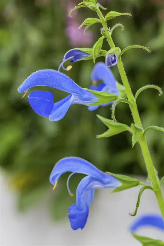 Salvia patens 'Patio deep Blue' P9 - afbeelding 2