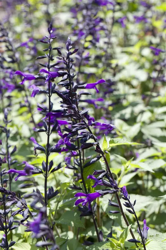 Salvia 'Pink Amistad' P9 - afbeelding 1