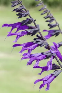 Salvia 'Pink Amistad' P9 - afbeelding 2