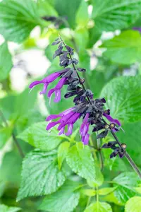 Salvia 'Pink Amistad' P9 - afbeelding 3