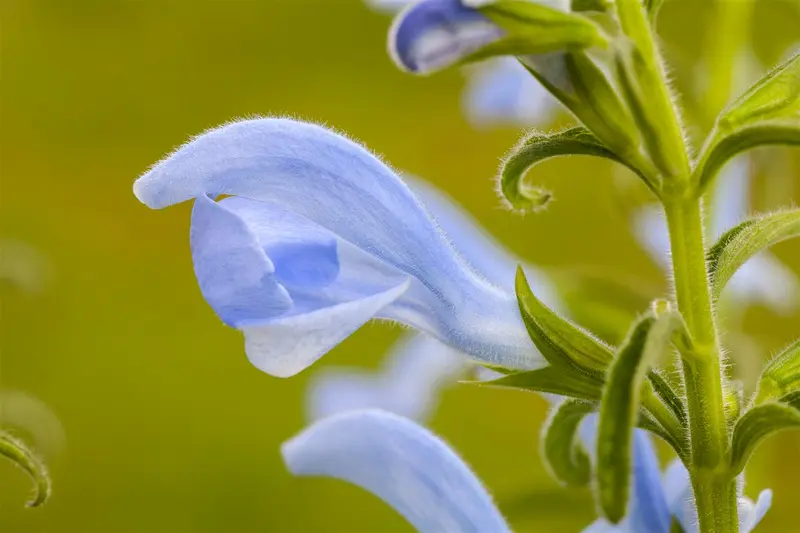 Salvia prat. 'Azure Snow' P9 - afbeelding 1