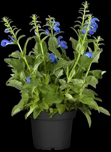Salvia prat. 'Sky Dance' P9 - afbeelding 2