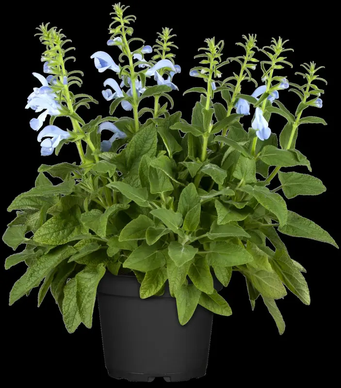 Salvia prat. 'Sky Dance' P9 - afbeelding 1