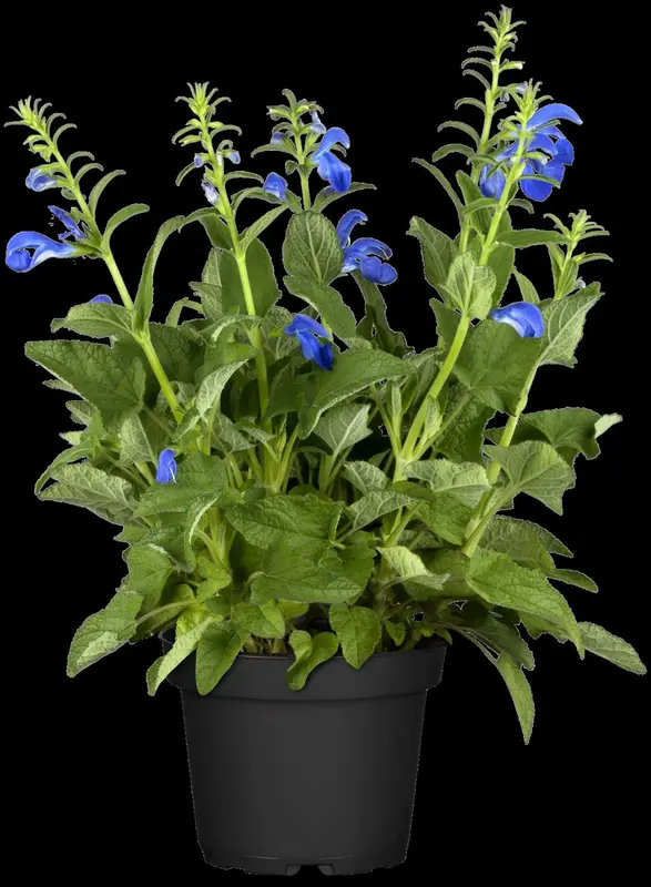 Salvia prat. 'Twilight Serenade' P9 - afbeelding 2