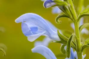 Salvia pratensis BIOPOT   P8 - afbeelding 1