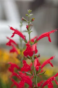 Salvia roem. 'Hot Trumpets' P9 - afbeelding 1