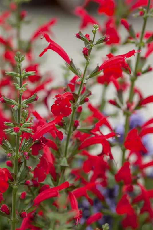 Salvia roem. 'Hot Trumpets' P9 - afbeelding 2