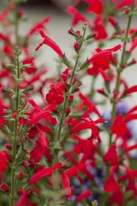 Salvia roem. 'Hot Trumpets' P9 - afbeelding 2