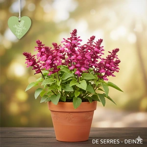 Salvia 'Wendy´s Wish' P9