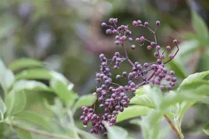 Sambucus nigra 125-150   KLUIT - afbeelding 1