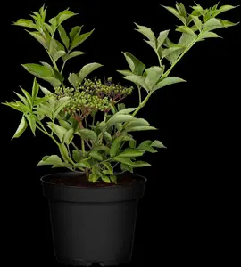 sambucus nigra (40- 60cm) - afbeelding 3