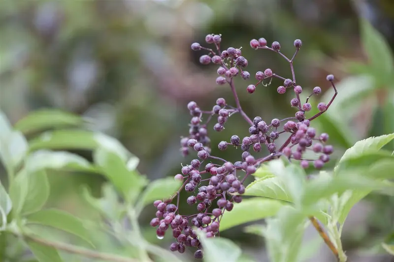 sambucus nigra (40- 60cm) - afbeelding 2