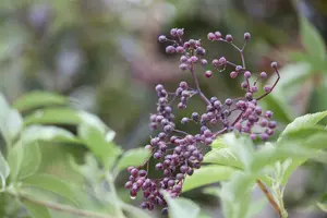 sambucus nigra (40- 60cm) - afbeelding 2
