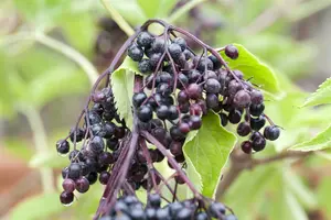 sambucus nigra (40- 60cm) - afbeelding 4